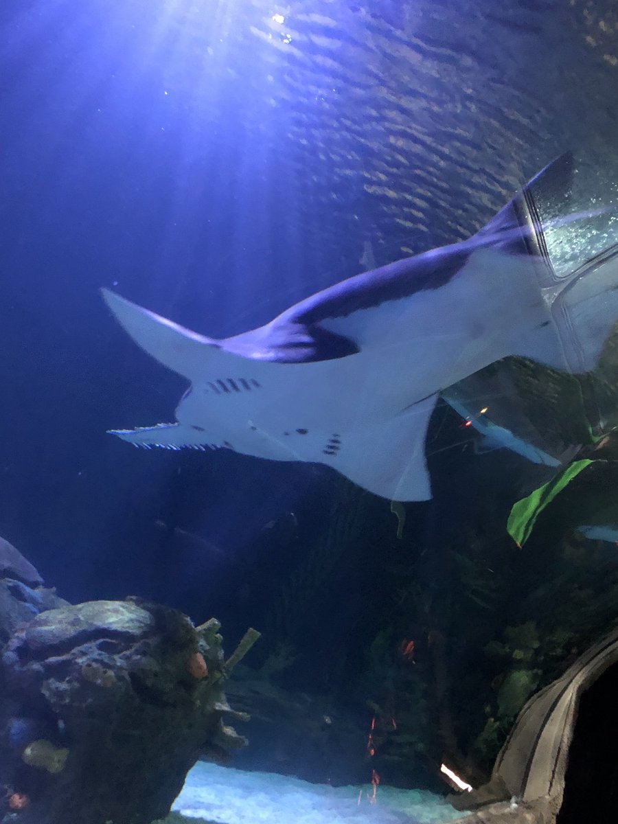 kinardmde's tweet photo. Having a blast at the Aquarium! 🐠 #Kindergarten #mdelem #fieldtrip @MDEJJordan https://t.co/q3mHmRVA6o