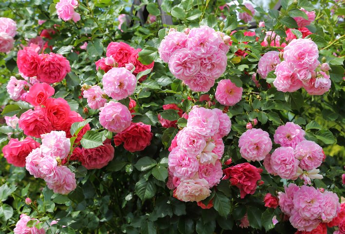 TEGmagazine's tweet image. These simple tips for spring from QVC resident gardening expert Richard Jackson will help add more flowers and beneficial insects to your garden, and help brighten up your home bit.ly/2FLblxE 

#gardening #spring