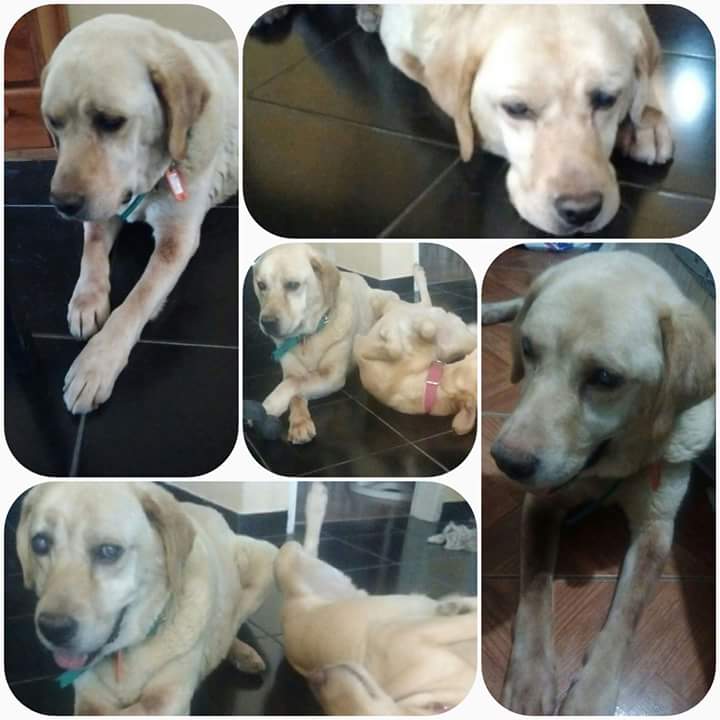 BENICIO:labrador de 8 años ciego,  fué abandonado y le encontramos un lugar pero no le es cómodo, es un espacio chico y muchas personas. NECESITA TRÁNSITO o ADOPCIÓN RESPONSABLE URGENTE Puede hacer una vida normal. NO LE TENGAS MIEDO, EL TE ESTÁ ESPERANDO.
Whapp: 1163044672