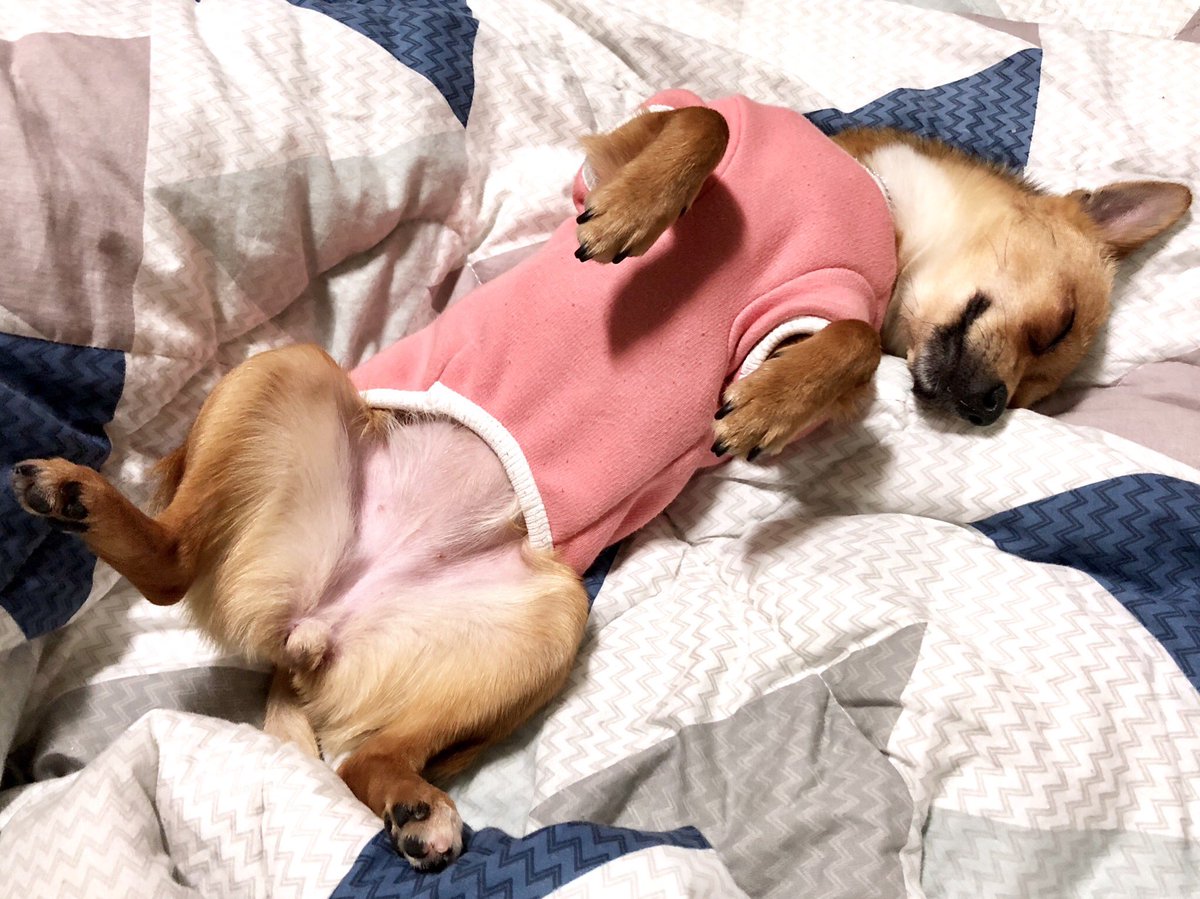 kimmongdorr's tweet photo. #굿나잇 #잘잔다 #굿밤 #goodnight https://t.co/UJd6W4QmjV