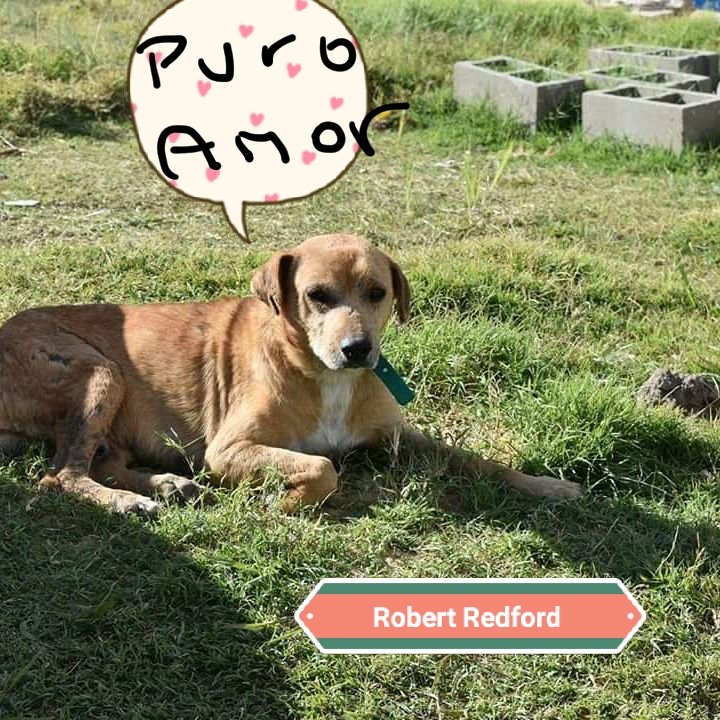 Soy puro amor, espero que alguien se enamore de mí #buenjueves te desea Robert