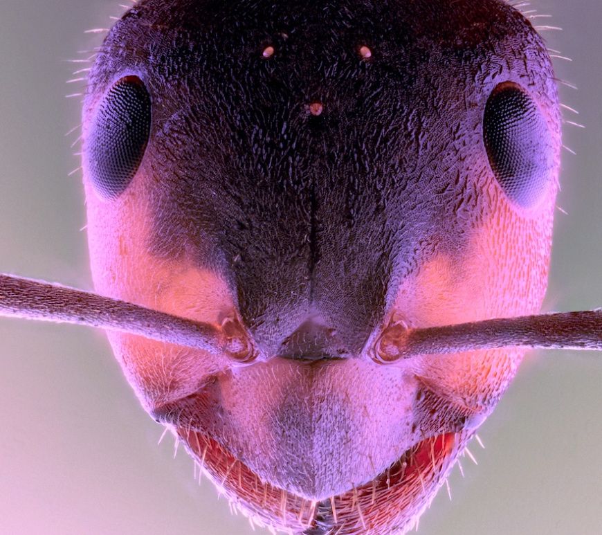 thecabalmag's tweet photo. Drop what you're doing and read our latest piece: an unnerving meditation on the life of ants (and people) by Melissa Goodrich https://t.co/e6vLOB1Q9G @good_rib #fiction #shortfiction https://t.co/CpSsnuisxD