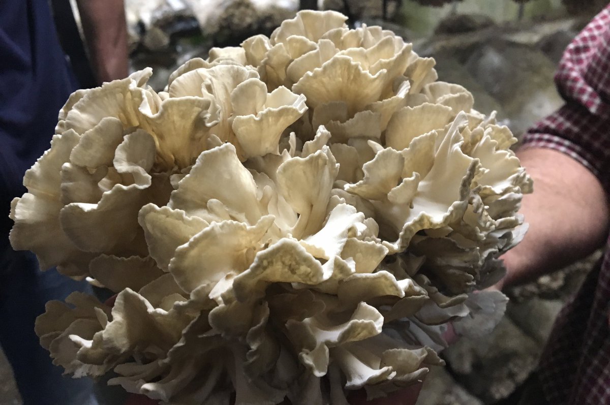 Impecable treball amb bolets de cultiu ecològic i admirable tasca de reinserció social d’en Carles i la Mercè <a href="/BoletBenFet/">Bolet Ben Fet</a>, #Km0 <a href="/SlowFoodCat/">Slow Food Catalunya</a>