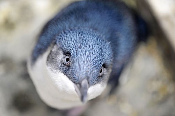 I learned of the existence of Fairy Penguins yesterday and now life feels a little more complete. ✨
#NationalPenguinDay 
#ThursdayThoughts