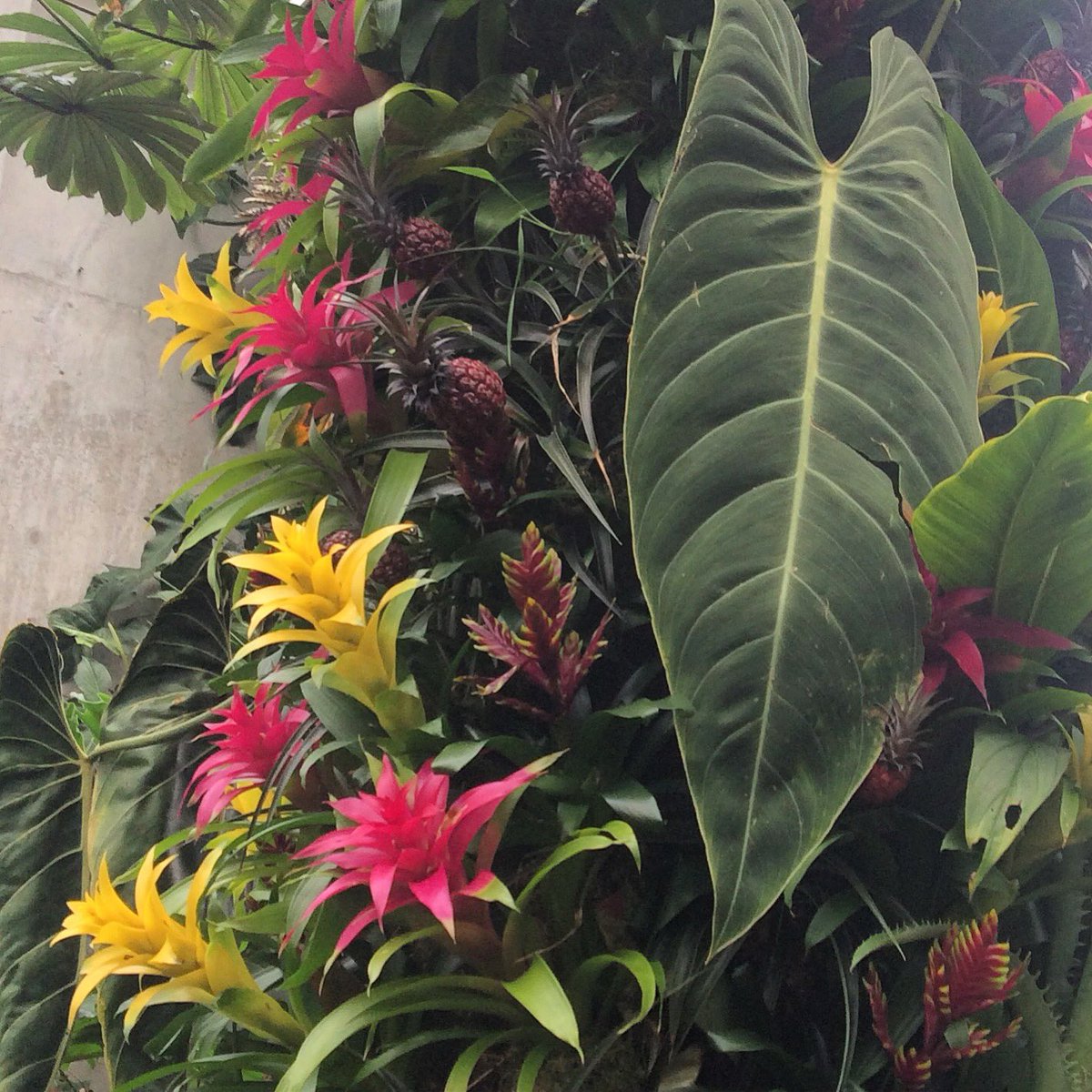 CatherineTough_'s tweet photo. Mini purple pineapples growing at Kew Gardens last weekend! #pineapple #plant #purple #yellow #green #brightcolour #colour #tropical #greenhouse #garden #kewgardens #london #fruit #leaves #nature #natural #inspo #inspiration #designinspiration https://t.co/lWNYqM1nb2