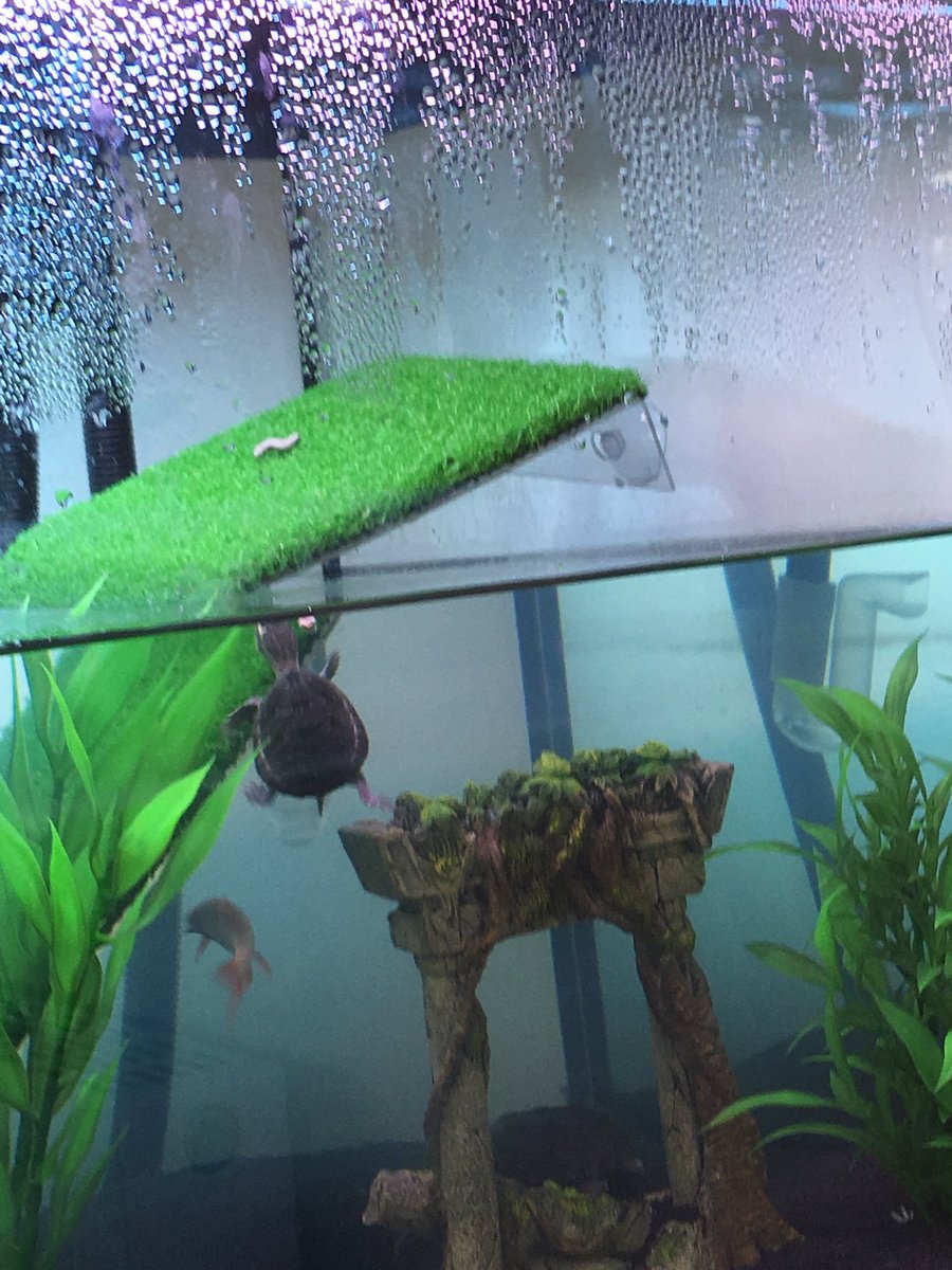 89Hannah89's tweet photo. The #muskturtles and # rainbowshark seem to be settling into their new home
...🤞#turtles #aquatics #hardwork 🐢🐢🦈 https://t.co/PHZ8Li1Tax