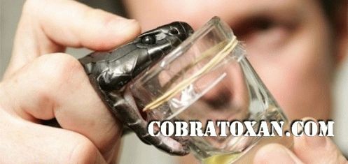 cobratoxan tweet media