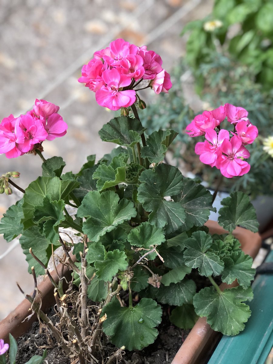 RondoneR's tweet image. Le piante che curi, anche su un piccolo balcone, fanno parte della tua famiglia... Ogni città dovrebbe premiare chi cura il proprio verde e lo offre al panorama pubblico #RomaOra #FioridiRoma