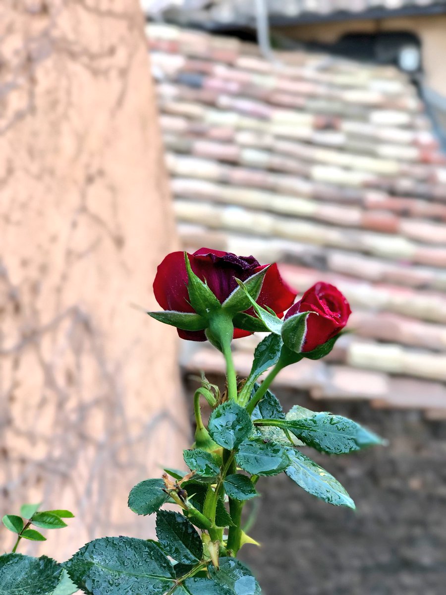 RondoneR's tweet image. Le piante che curi, anche su un piccolo balcone, fanno parte della tua famiglia... Ogni città dovrebbe premiare chi cura il proprio verde e lo offre al panorama pubblico #RomaOra #FioridiRoma