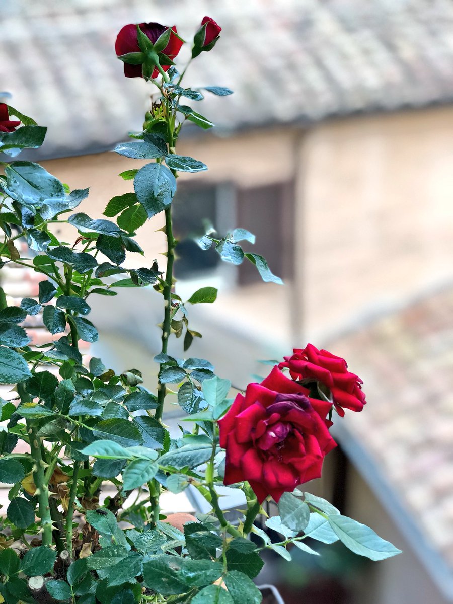 RondoneR's tweet image. Le piante che curi, anche su un piccolo balcone, fanno parte della tua famiglia... Ogni città dovrebbe premiare chi cura il proprio verde e lo offre al panorama pubblico #RomaOra #FioridiRoma