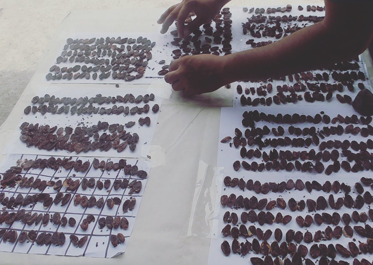 joacocoa18's tweet photo. Fermentation analysis 👌🇪🇨 #losriosecuador #organiccacao #arribanacional #knowyourfarmer #BeanToBar https://t.co/qqrjFFtjUs