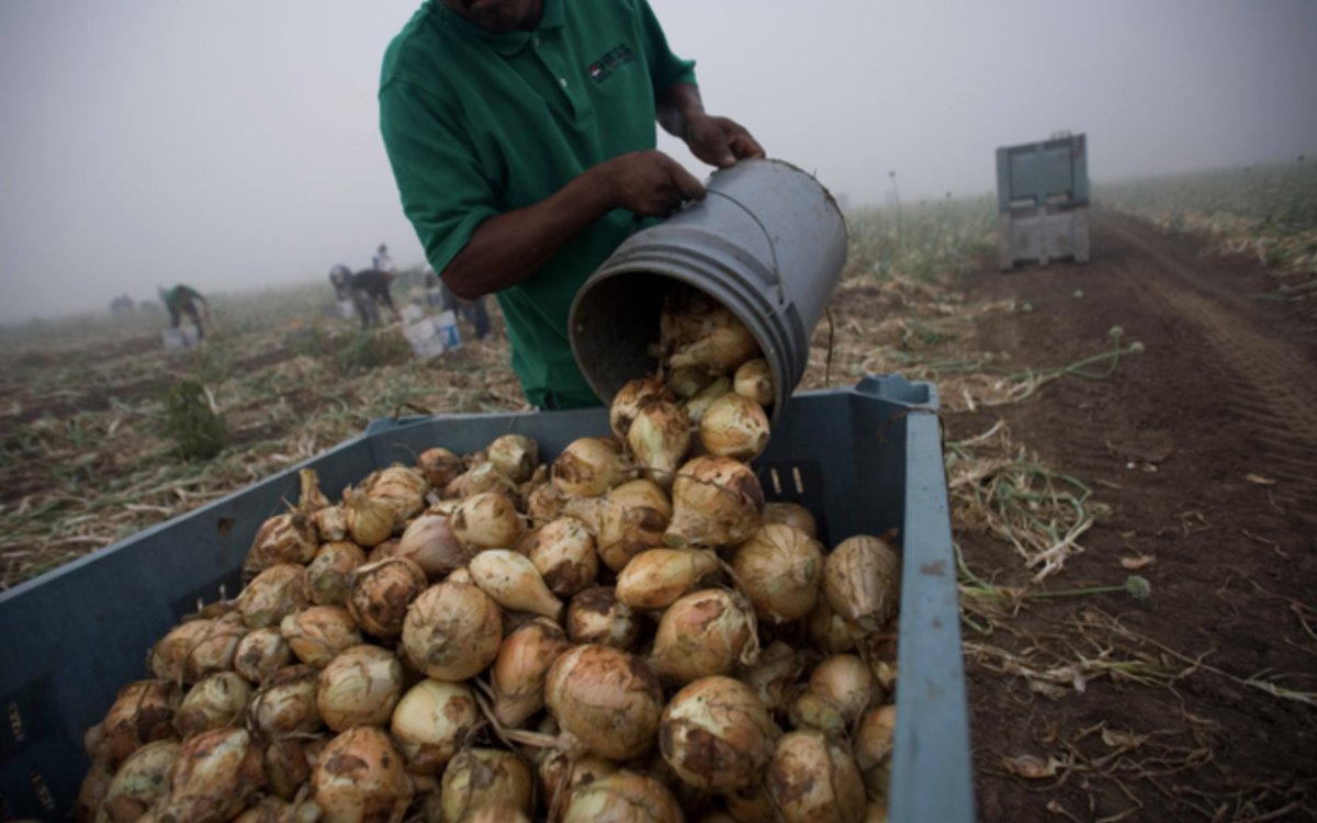 For #farmworkers, #climatechange makes a hard day's work even more difficult under extreme heat conditions, insects spreading disease, crop losses cutting into incomes, and water sources threatened. <a href="/sciam/">Scientific American</a> scientificamerican.com/article/precar…