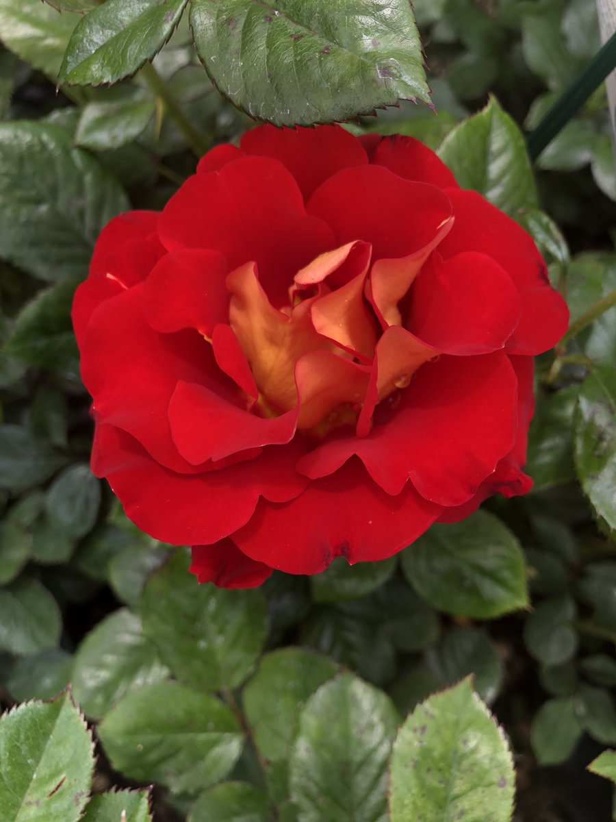 redbermdesign's tweet photo. #ThursdayThoughts 🌹 flowers add that little joy to a day 🌹 #flowers #landscape #design https://t.co/bDYYV3L9vG