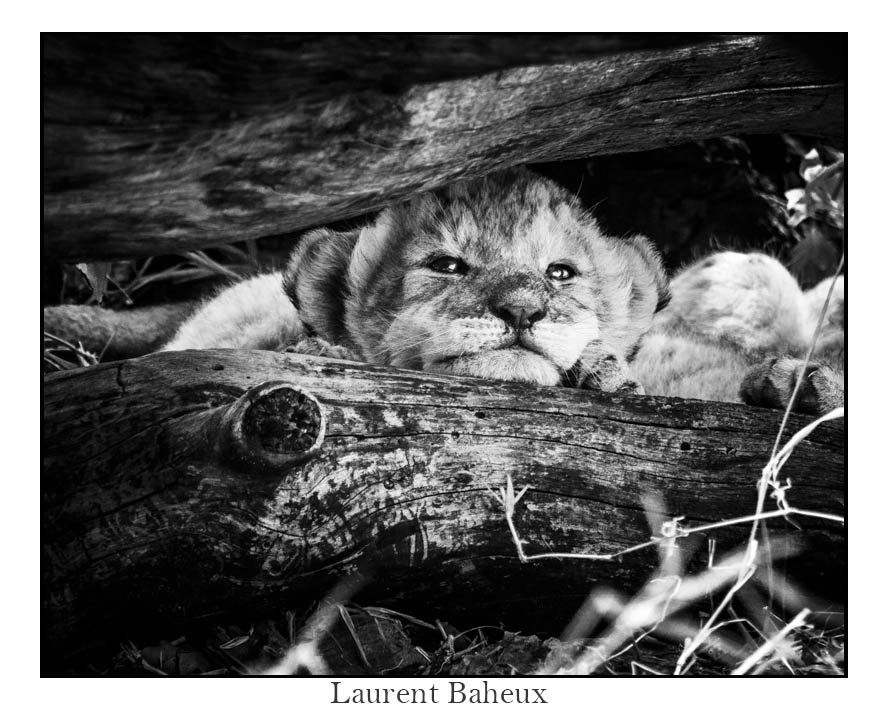 laurentbaheux tweet picture