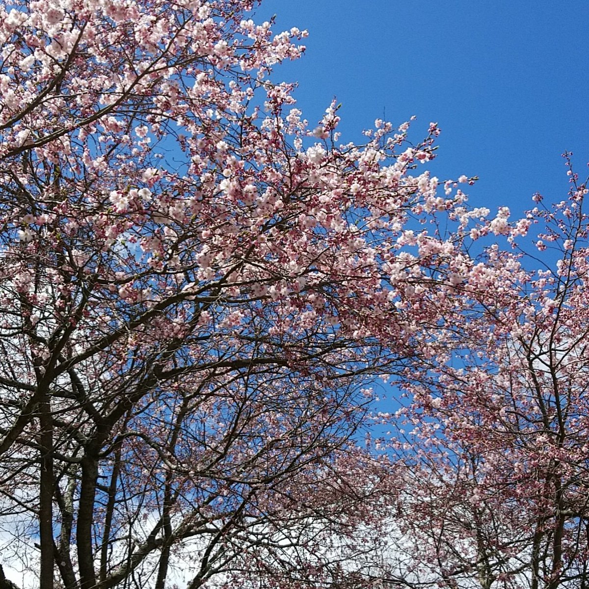 finfan3232's tweet photo. Perfect spring day https://t.co/xh1huXvr9G