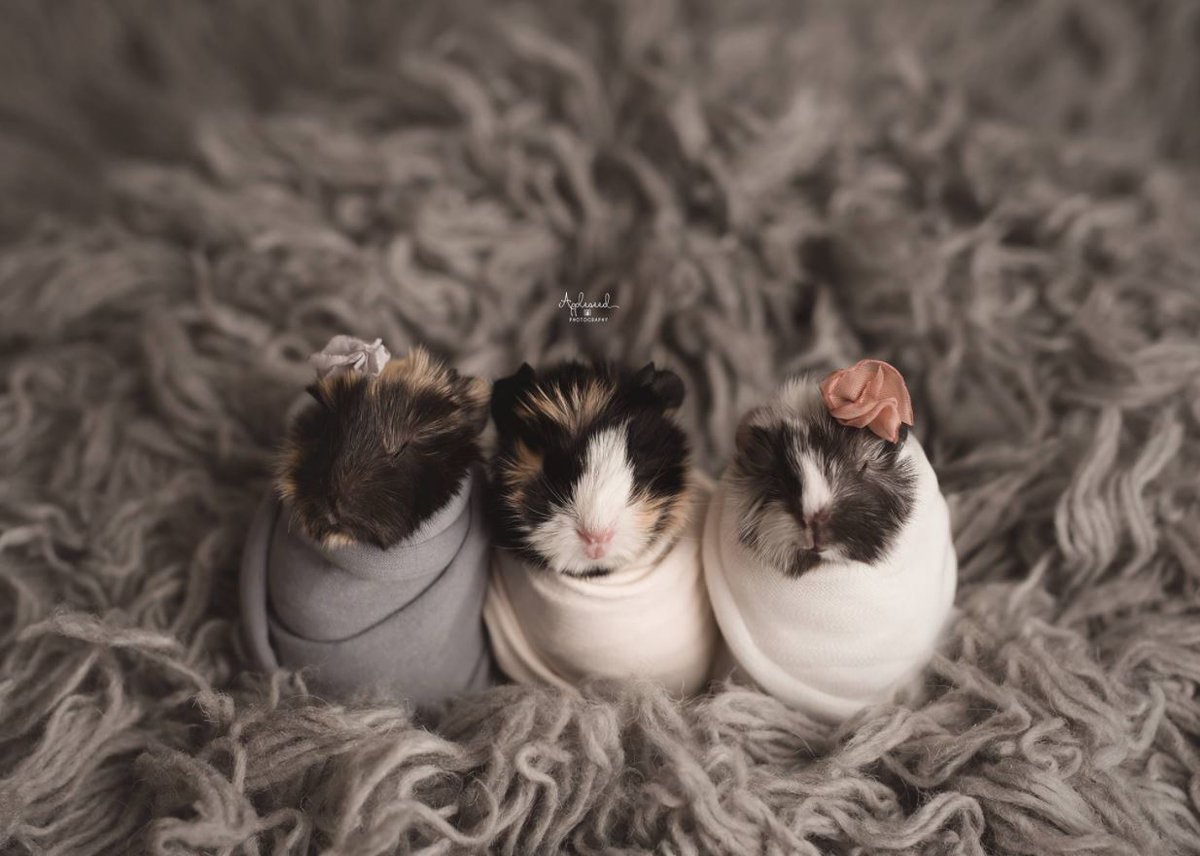 Could these newborn #guineapig photos be any cuter??? 😍😍bit.ly/2I59cPq