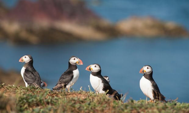 WCSNewsroom's tweet photo. #Conservation Briefing 042618: https://t.co/rbQ43gPFZZ - #WhoaScience #SingleUsePlastic #Extinction #Birds #Biodiversity #AsianElephants #Garbage #Plastic #ElectricBusses #OilUsage #HybridVehicles #China #SolarPanels #Demand #EnergyMarkets #cetacean #DolphinSurfing https://t.co/tY5OQPd229