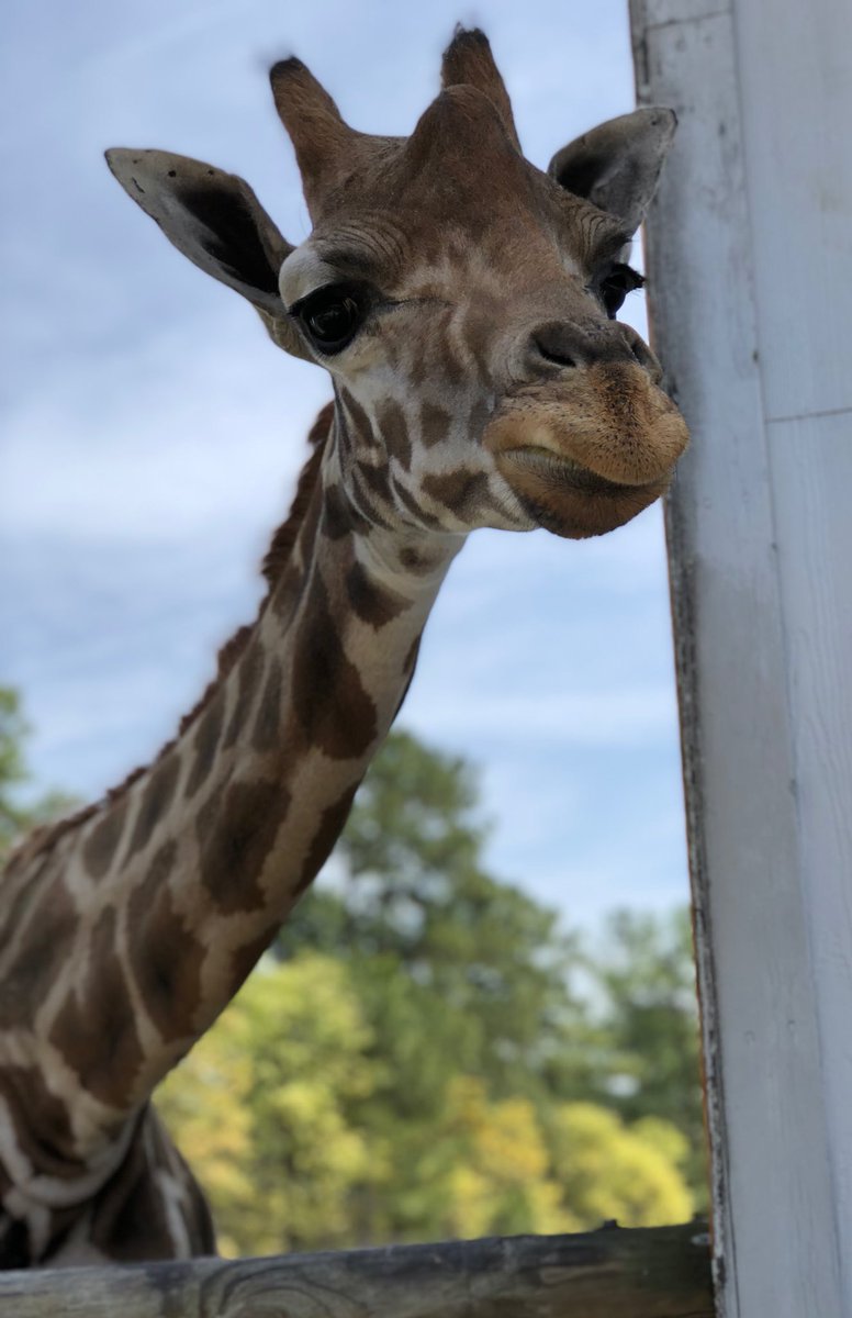 LibertoOwl's tweet photo. Oh what fun!!!π¦π«π¦π¦ππ @OakviewElem @Southernarea1 #alohazoo #wild #loveafieldtrip #quietbus ππΌππΌ https://t.co/d7v2LNNAwO
