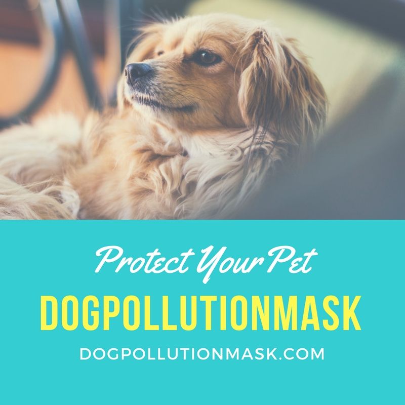 DogAirMask's tweet photo. California counties with smog and forest fires protect your dog with a new dog pollution mask on bad days. https://t.co/YkQxtHnApu #California #Smog #ForestFires #Fires #Smoke #Pets #Dogs #DogMask #LA #LosAngeles https://t.co/vd9EimfKLn
