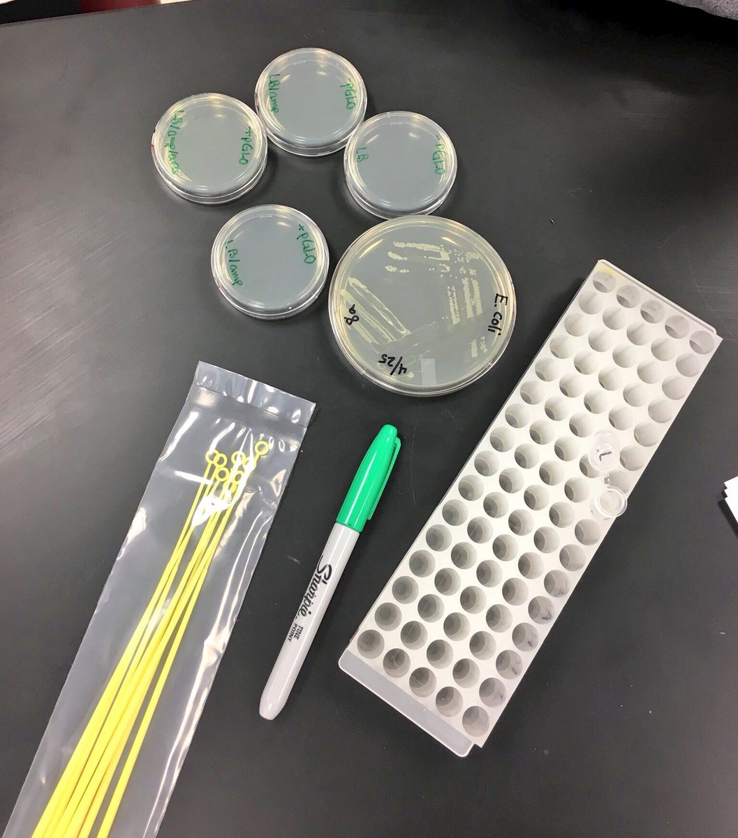 pGLO bacterial transformation in lab this week. Interesting stuff. <a href="/biologist_micro/">biologist_micro</a> #SaleemWeek15S18