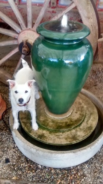 EyeoftheDay's tweet photo. Replace your fire hydrant with this Gladding McBean fountain conversion.  Shorty says it’s his preferred rest stop. #gardendesign #fountainconversion #waterfeature #fountain https://t.co/7mdWfYtaaW