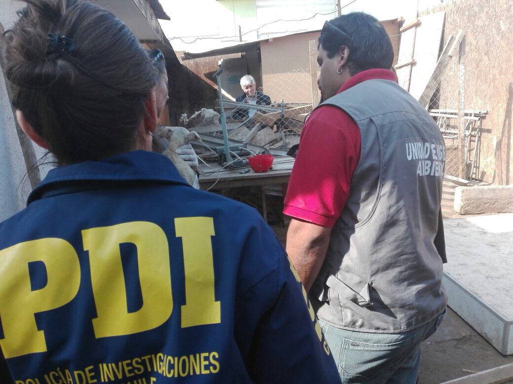 PDI_Atacama's tweet photo. #Detectives de la #Bidema en contexto de la Ley Cholito, realizaron procedimiento junto a la Jueza del 2 Juzgado de Policía Local y la Unidad de Higiene Ambiental de la @copiapomuni, en un domicilio donde mantenían perros abandonados, desnutridos y con problemas de salud https://t.co/xAqgMZk7PX