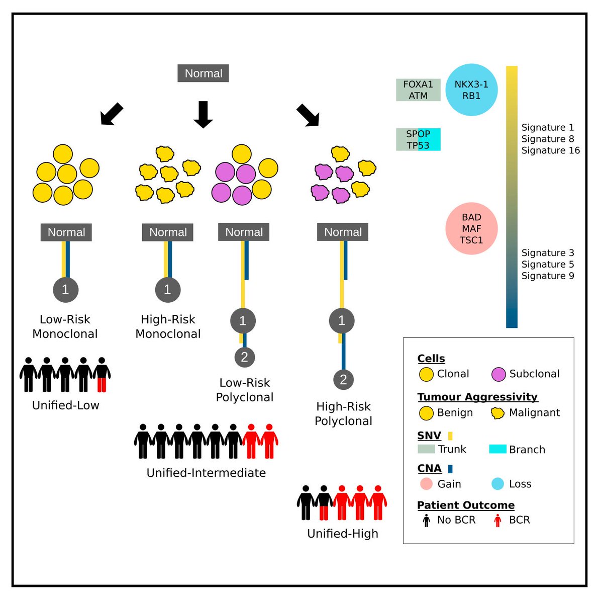 LambAlastair's tweet photo. Stunning new @CellCellPress paper from @TheBoutrosLab on clonality of #ProstateCancer. 
•n=293 men with #LocalisedCaP
•59% multiclonal
•>2 subclones increases PSA pre Tx
•secret 'clonal marker' predicts BCR
@OICR_news 
#TopNotchScience
@TheoKwast
https://t.co/1fq5Z0FHJk https://t.co/vzYHdFwHHt