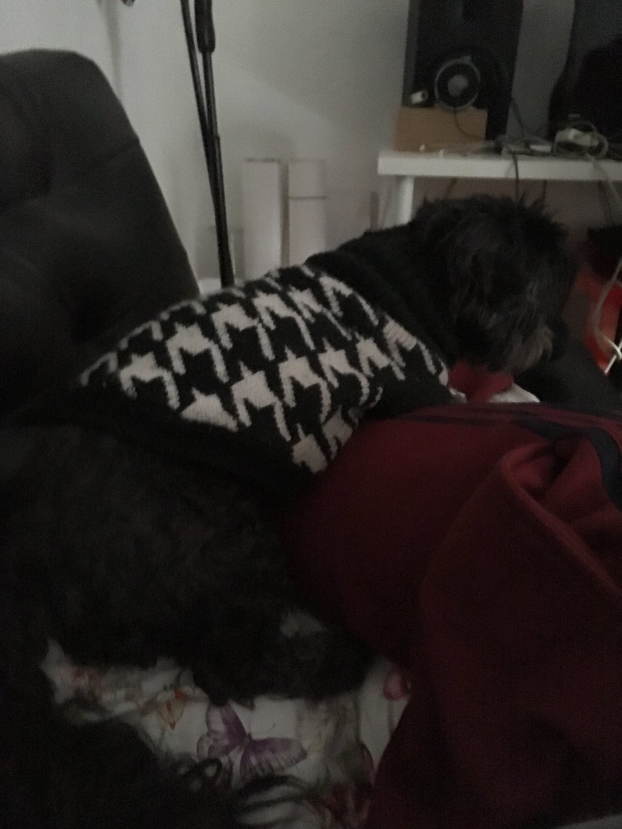 kitty_xw03pm's tweet photo. disco really is my best friend β€οΈ #depressionnaps https://t.co/BXIxLLGA2g