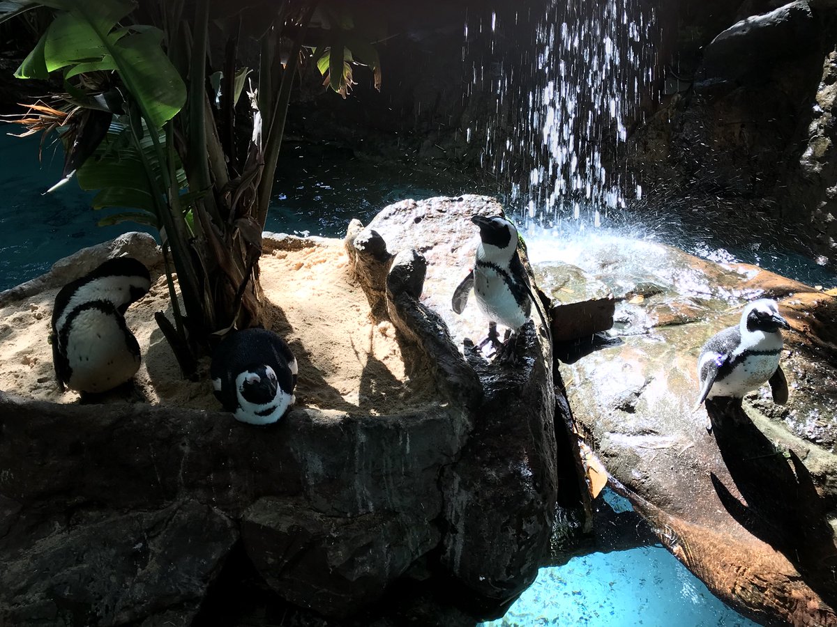 Awilkdce's tweet photo. Everybody loves the penguins @MikeAndSteveDWA especially us!! @DCEtrailblazers #dcei #CISDOurStory https://t.co/vvl7vjtvNB