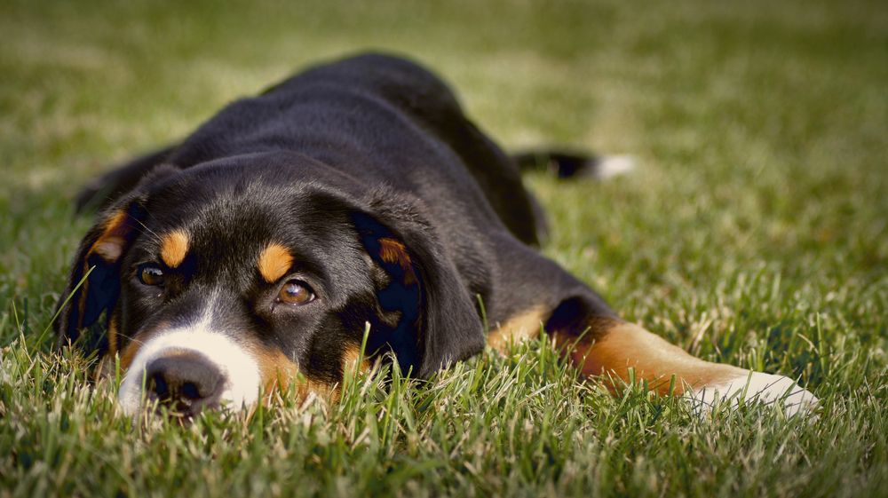 Vetitude's tweet image. Peut-on #enterrer son #animal de compagnie dans son #jardin ? - Reponse Conso buff.ly/2KcBM21