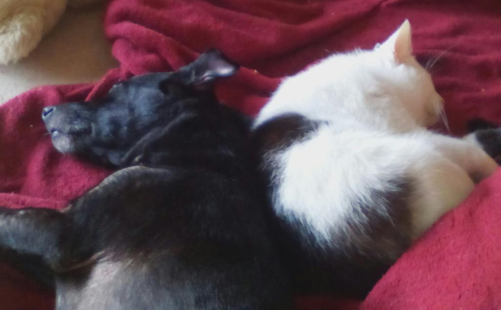 GanAstrid's tweet photo. Harvey &amp; Berzi - Best friends!💕💗💕 https://t.co/rnOufNUIWG