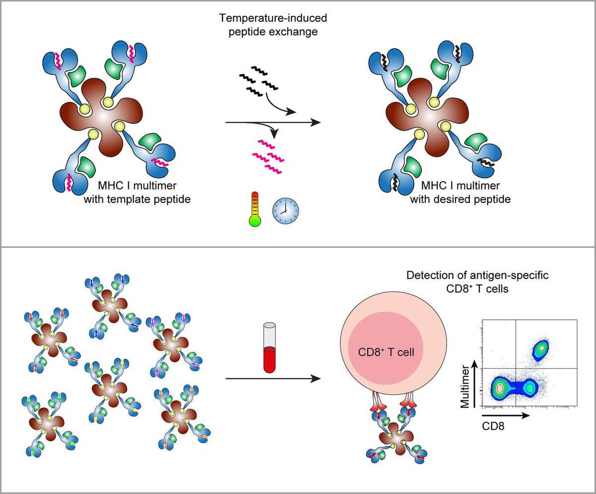 JExpMed's tweet photo. Luimstra et al. describe a temperature-mediated peptide exchange method for generating many different epitope-specific MHC class I multimers in parallel. This simple and versatile technology allows fast and efficient production of MHC I reagents https://t.co/pWxQoNTzHI https://t.co/jdnRd6rGeS