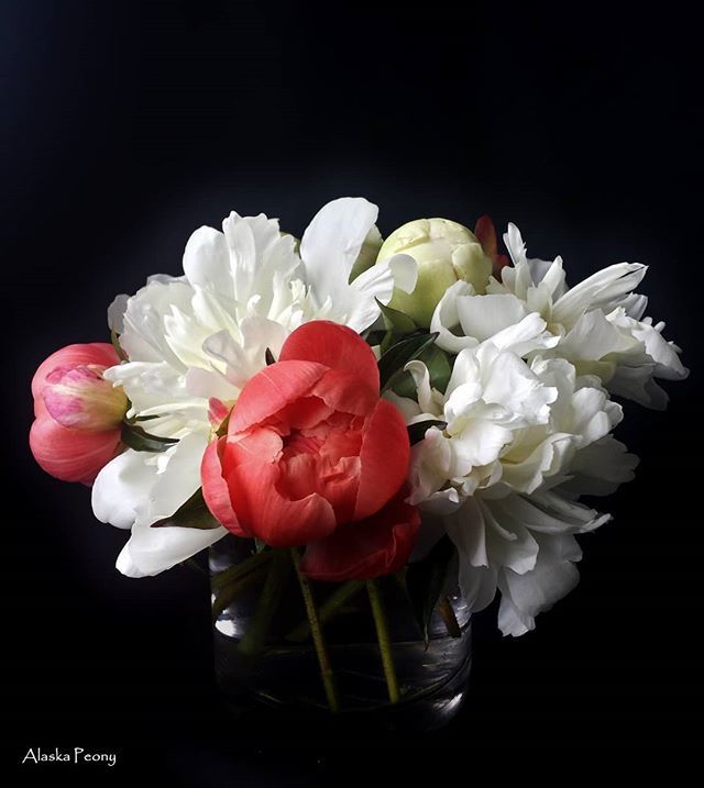 AKpeony's tweet photo. Coral Charm and Charlie's White #peonies!

#coralcharm #capturingcolor #peony #coral #charlieswhite #diybrides #weddingplanners #whiteflower #flowerlovers #floweroftheday #alaskagrown #americangrown #alaskapeonies #alaskapeony #peonyforpresident #instafl… https://t.co/z3c8h7cVZ5 https://t.co/z0Ts4Yl7NV