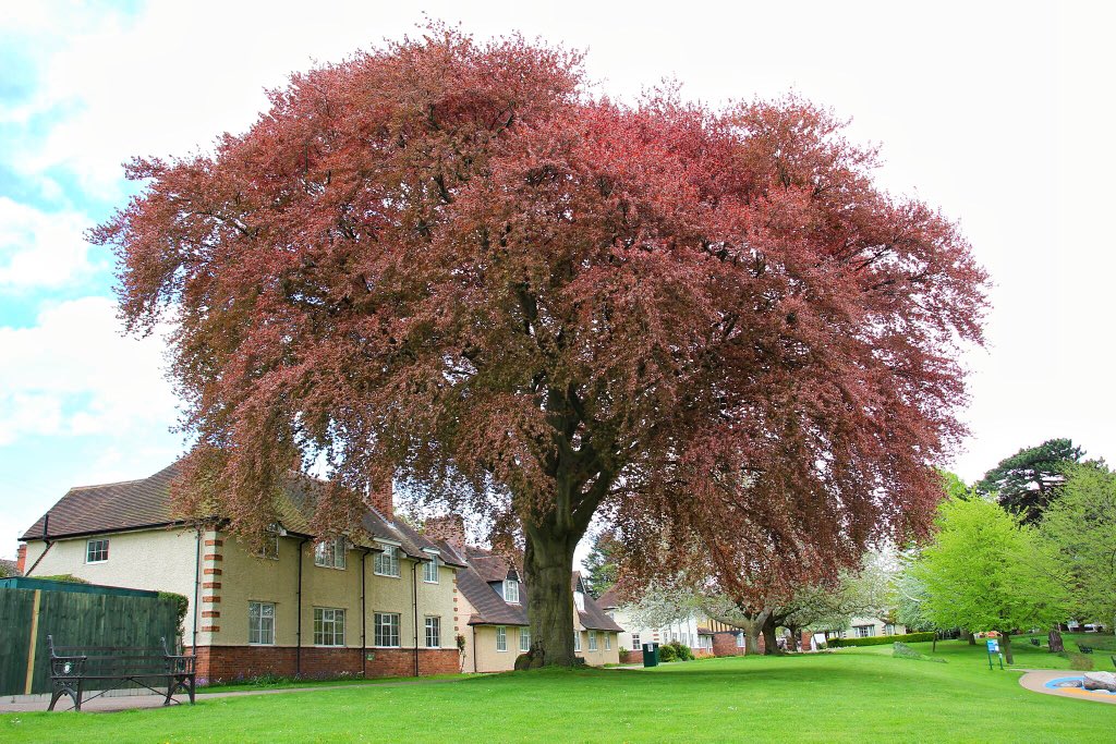 leescott26's tweet photo. Gheluvelt Park beginning to look very colourful! #worcesterparks @worcpic @VisitWorcs https://t.co/ivMfOSg6EV