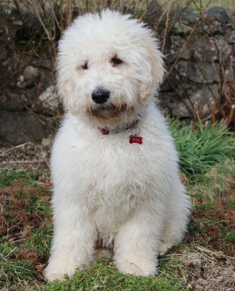 Surely Google Lens couldn't recognise your dog? timeforpaws.co.uk/blog/google-le…