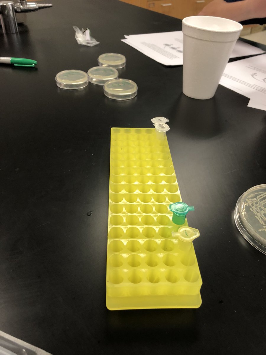 JPow_97's tweet photo. @UNKBiol106CW The final 106 lab.. #WillicottWeek15S18 https://t.co/vby0fbrBfN