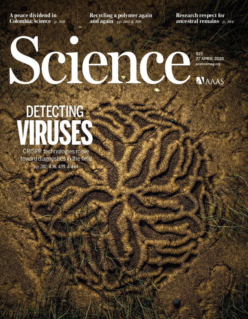 My latest very editorial illustration for <a href="/sciencemagazine/">Science Magazine</a> on 4 papers highlighting the promise of deploying #CRISPR tools for detection and tracking of viral disease in remote settings. science.sciencemag.org #cinema4d #SciArt