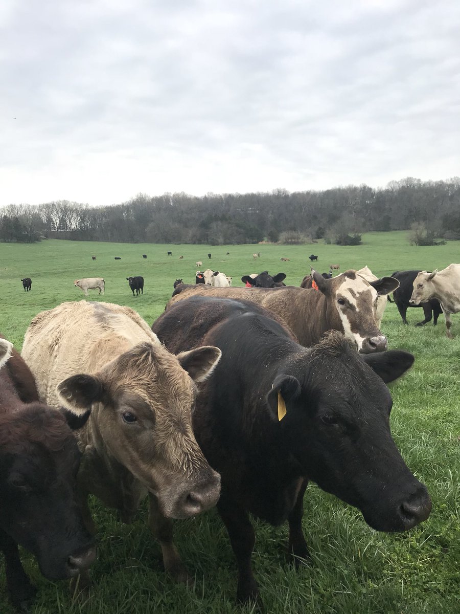 teblei's tweet photo. #BEEF #farming360 #countryliving https://t.co/rXijhNi07L