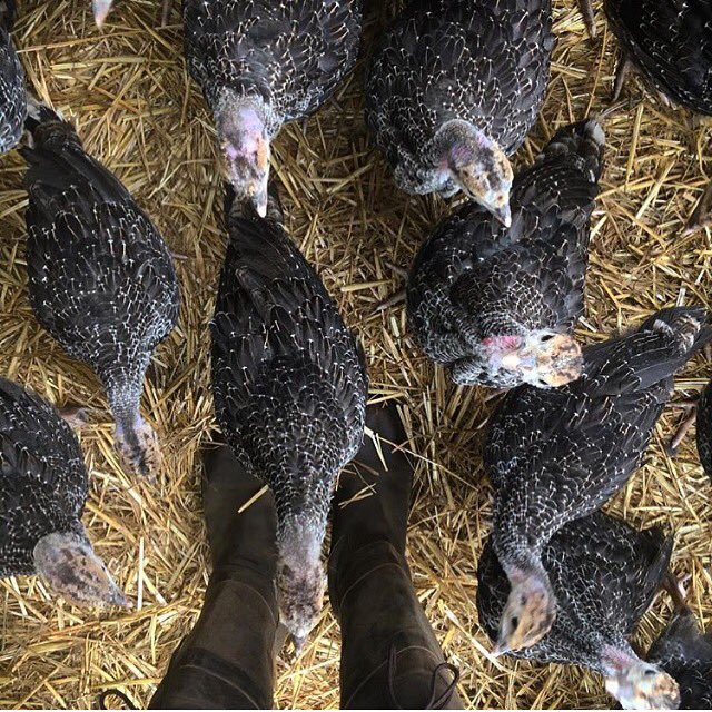 KentTurkeys's tweet photo. Throwback to last summer when the turkeys were growing fast & starting to get more vocal! ๐ฆ #turkeys #teamturkeys #kellybronze #kentturkeys https://t.co/yqDGYy8fue