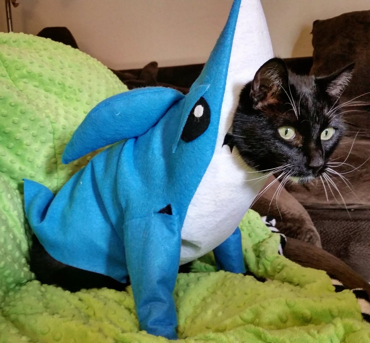 милые котики в костюме акулы. котики в одежде. котик в костюме акулы. кошка в костюме акулы. кошка в костюме акулы.