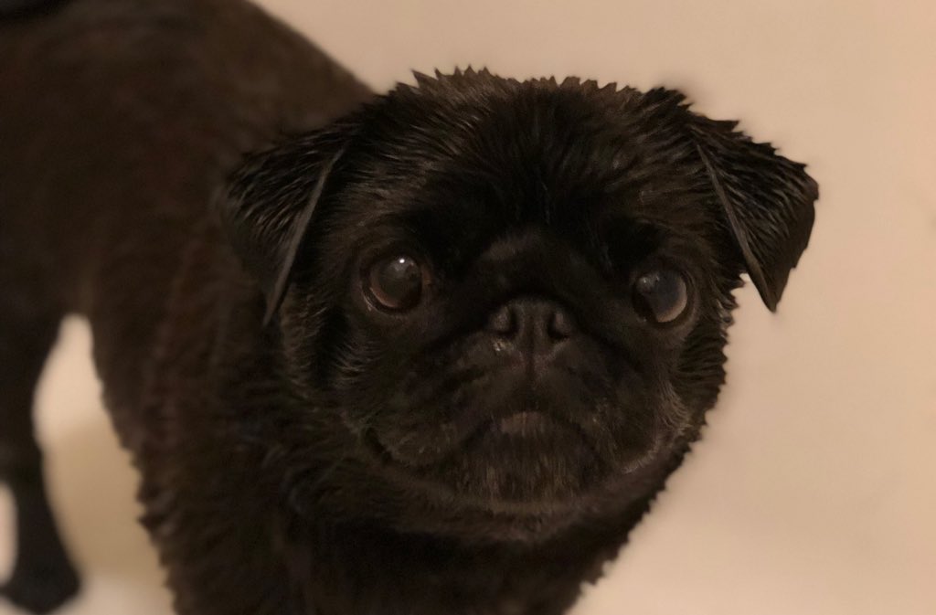 On our way to #PugsTakeVegas! Zelda Sesame is very excited! She’s so fresh and so clean!