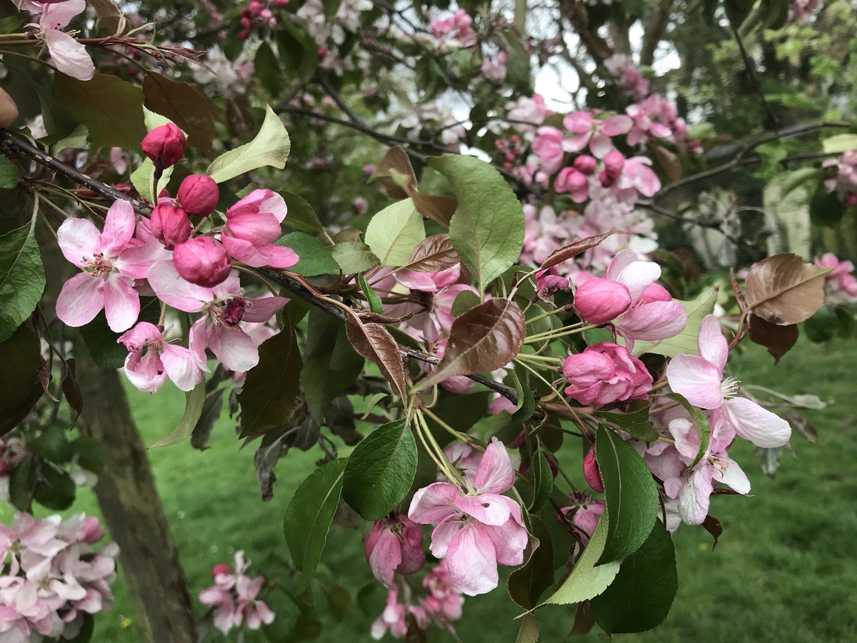 treeruss's tweet photo. So many #TreesInFlower just now it’s easy to miss identify. Take this apple for example. There are lots of pink apples in flower in #HackneyParks and even more in #HackneyStreets. Easily overlooked as cherry blossom. In facts this is a crab apple called Rudolph. #AppleBlossom https://t.co/eNJ9VzWcVn