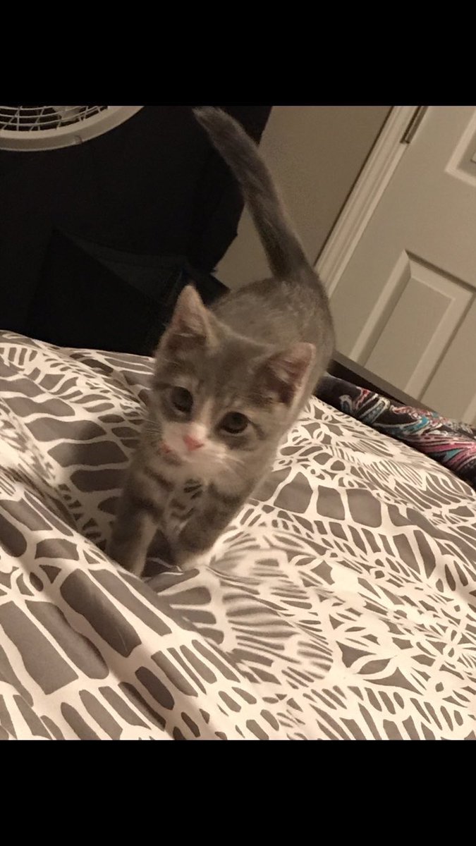 portraitmodepet's tweet photo. The cutest lil pink nose 😽 #portraitmodepet @bshaf22 https://t.co/mJvjsaTvq2