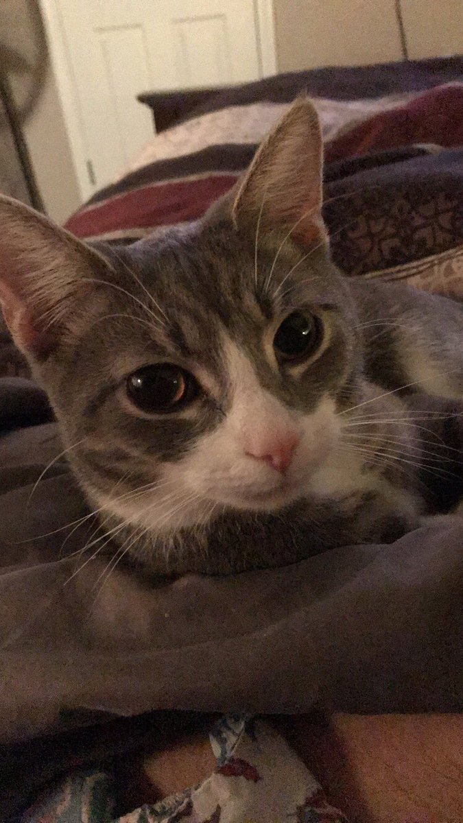 portraitmodepet's tweet photo. The cutest lil pink nose 😽 #portraitmodepet @bshaf22 https://t.co/mJvjsaTvq2