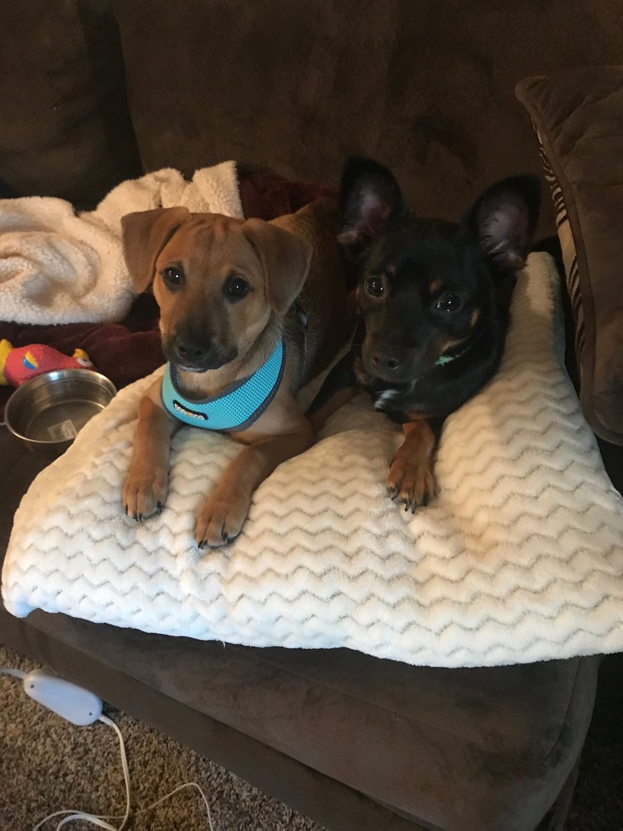 portraitmodepet's tweet photo. Two best pupper friends #portraitmodepet @bshaf22 https://t.co/16IGfOqanr