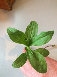 Prof_hedgehog's tweet image. #twittergardeners, what is this, please? It comes under the fence in big battalions, along with ivy and ground elder...