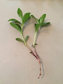 Prof_hedgehog's tweet image. #twittergardeners, what is this, please? It comes under the fence in big battalions, along with ivy and ground elder...