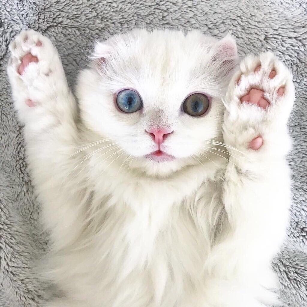 GangOfAnimals's tweet photo. https://t.co/6xLW476D00
