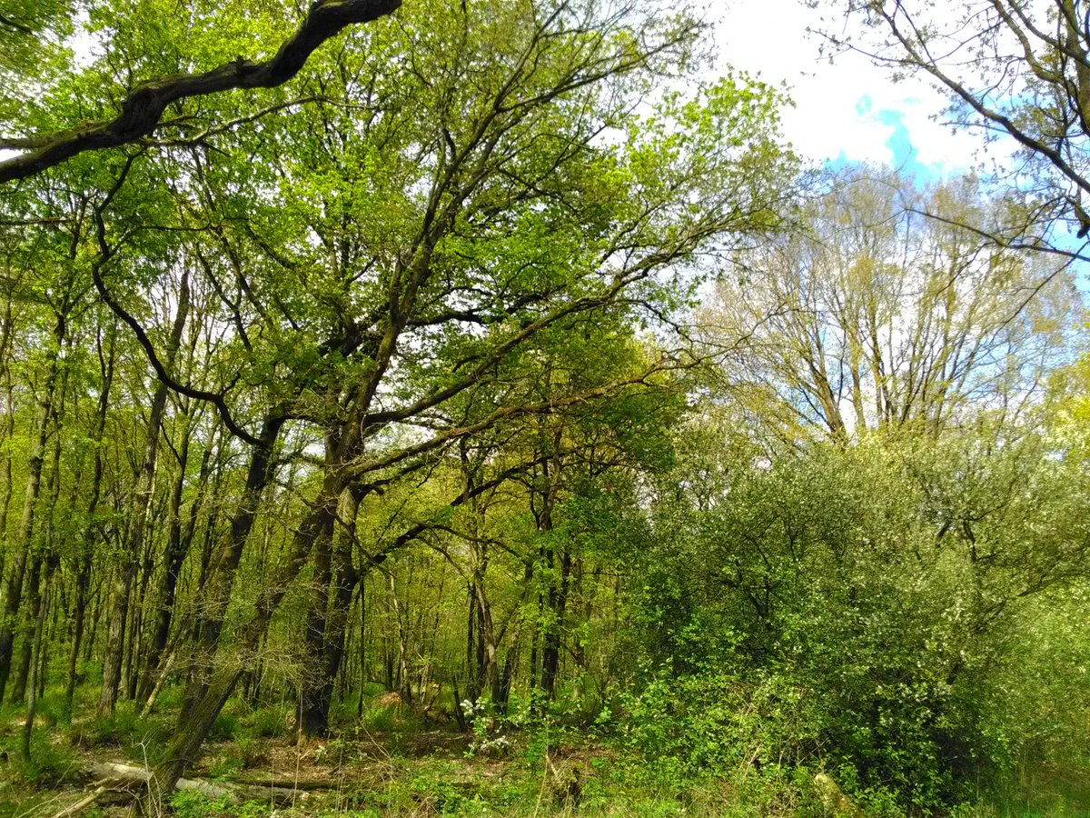 DeBiezen_76's tweet photo. Ooit rabattenbos voor geriefhout van mijn voorouders |nu een mooi vogelrijk bos π #BeeksBroek https://t.co/3sHQrR641W