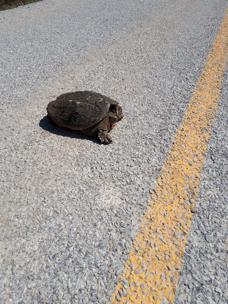 djkojack's tweet photo. Just stopped to save a snapping turtle in middle of the road . #stopforturtles #lovenature #snappingturtle #windsornature #PointPeleeNP #slowforturtles #gestosideroad #yqg #stopforsnakes @OjibwayPark @PointPeleeNP #windsoressex https://t.co/5Y1uY97LnA